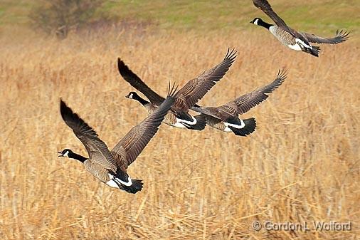 Geese Taking Flight_10867.jpg - Canada Geese (Branta canadensis) photographed at Ottawa, Ontario - the capital of Canada.